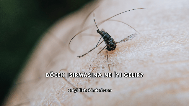 Böcek Isırmasına Ne İyi Gelir?
