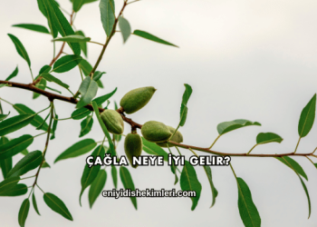 Çağla Neye İyi Gelir?