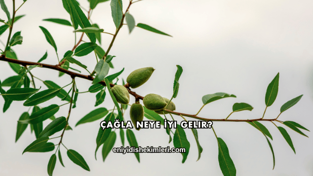 Çağla Neye İyi Gelir?