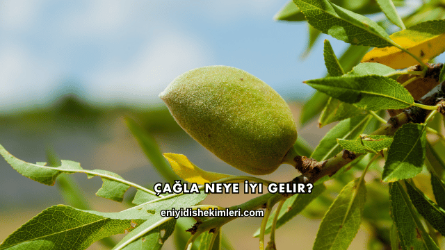Çağla Neye İyi Gelir?