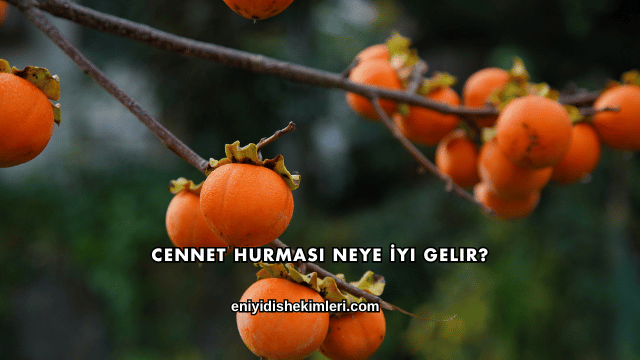 Cennet Hurması Neye İyi Gelir?