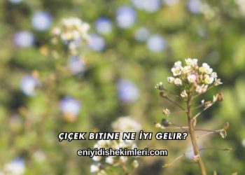 Çiçek Bitine Ne İyi Gelir?