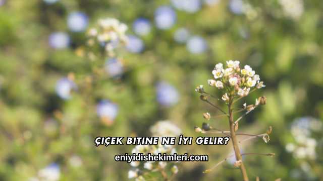 Çiçek Bitine Ne İyi Gelir?