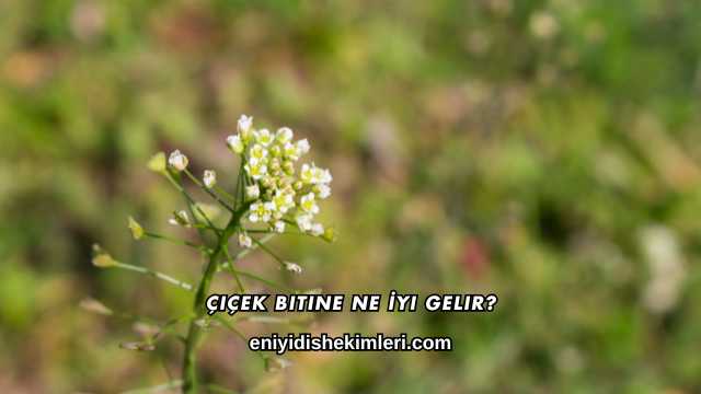 Çiçek Bitine Ne İyi Gelir?