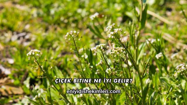 Çiçek Bitine Ne İyi Gelir?