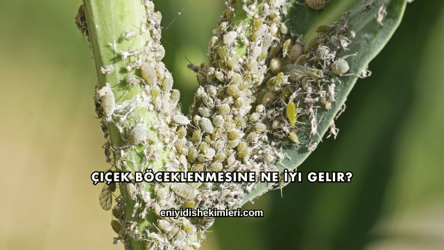 Çiçek Böceklenmesine Ne İyi Gelir?