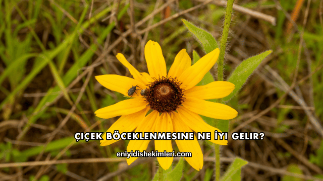 Çiçek Böceklenmesine Ne İyi Gelir?