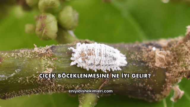 Çiçek Böceklenmesine Ne İyi Gelir?