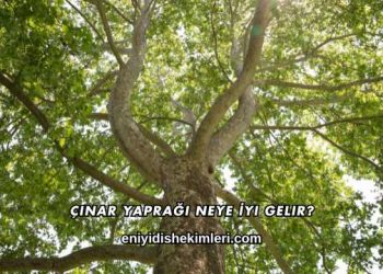 Çınar Yaprağı Neye İyi Gelir?