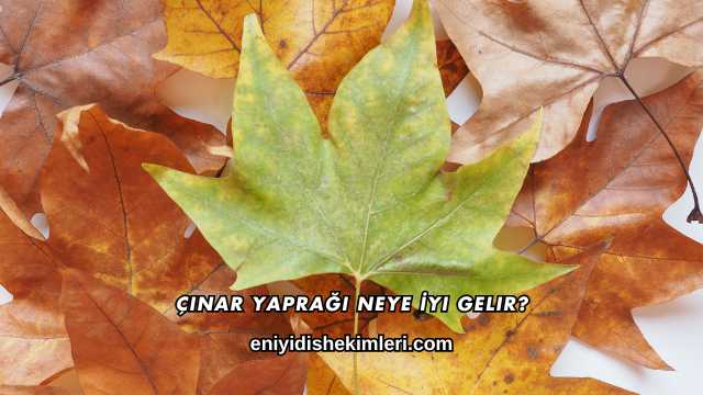 Çınar Yaprağı Neye İyi Gelir?