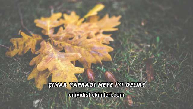 Çınar Yaprağı Neye İyi Gelir?