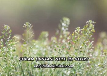 Çoban Çantası Neye İyi Gelir?