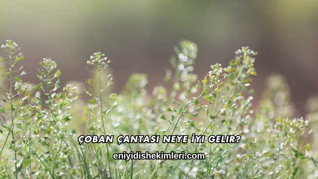 Çoban Çantası Neye İyi Gelir?