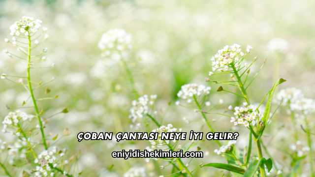 Çoban Çantası Neye İyi Gelir?