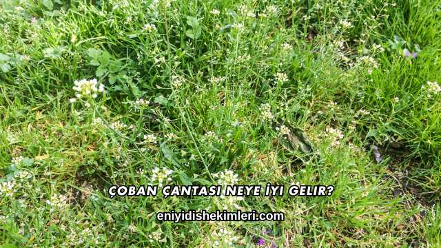 Çoban Çantası Neye İyi Gelir?