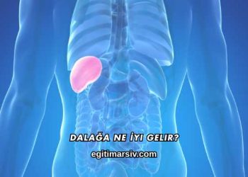Dalağa Ne İyi Gelir?
