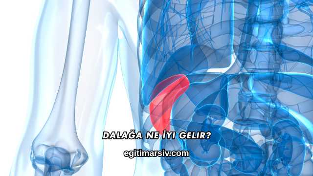 Dalağa Ne İyi Gelir?