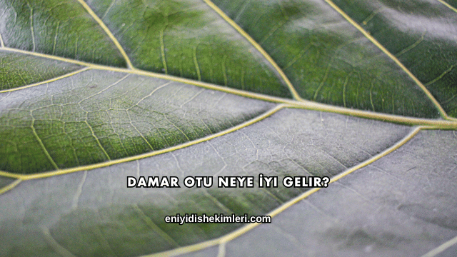 Damar Otu Neye İyi Gelir?