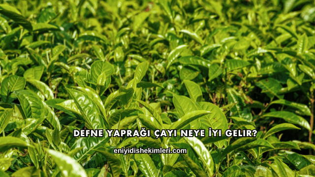 Defne Yaprağı Çayı Neye İyi Gelir?