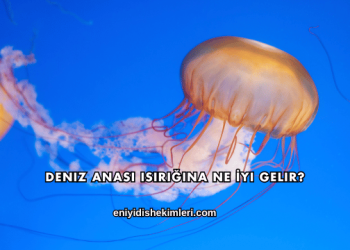 Deniz Anası Isırığına Ne İyi Gelir?