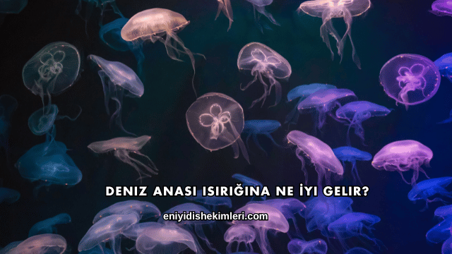 Deniz Anası Isırığına Ne İyi Gelir?
