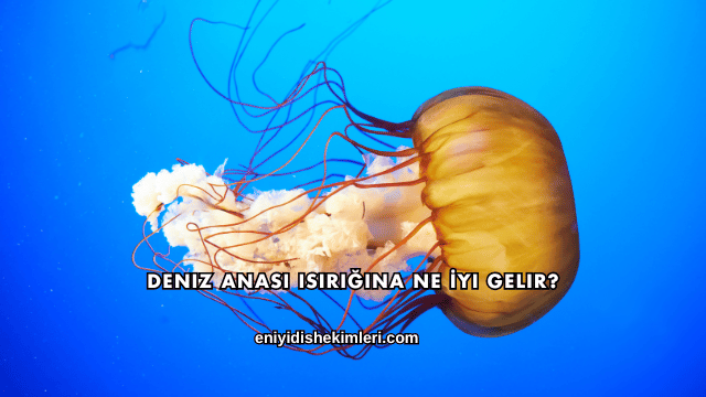 Deniz Anası Isırığına Ne İyi Gelir?