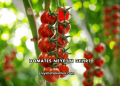 Domates Neye İyi Gelir?