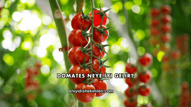 Domates Neye İyi Gelir?