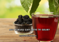 Dut Kurusu Çayı Neye İyi Gelir?
