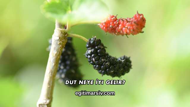 Dut Neye İyi Gelir?