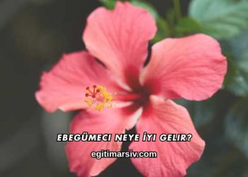 Ebegümeci Neye İyi Gelir?