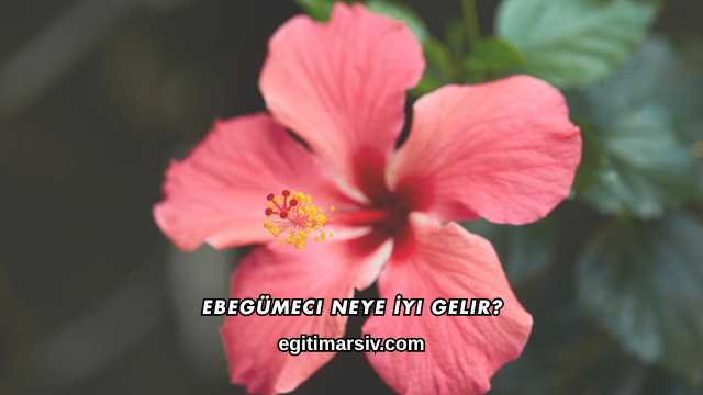 Ebegümeci Neye İyi Gelir?