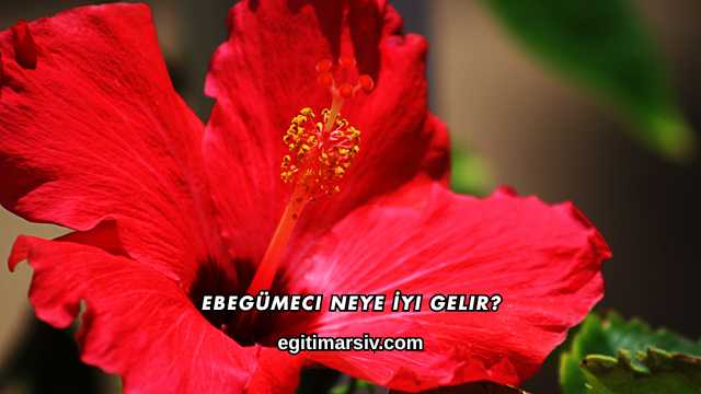 Ebegümeci Neye İyi Gelir?