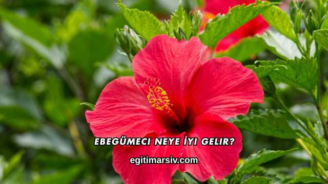 Ebegümeci Neye İyi Gelir?