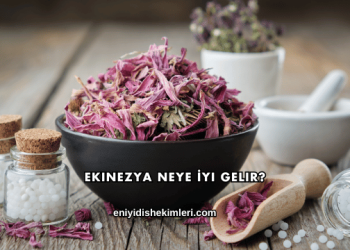 Ekinezya Neye İyi Gelir?