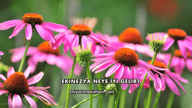 Ekinezya Neye İyi Gelir?