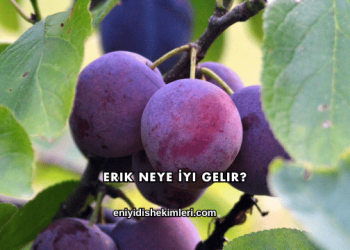 Erik Neye İyi Gelir?