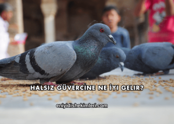 Halsiz Güvercine Ne İyi Gelir?