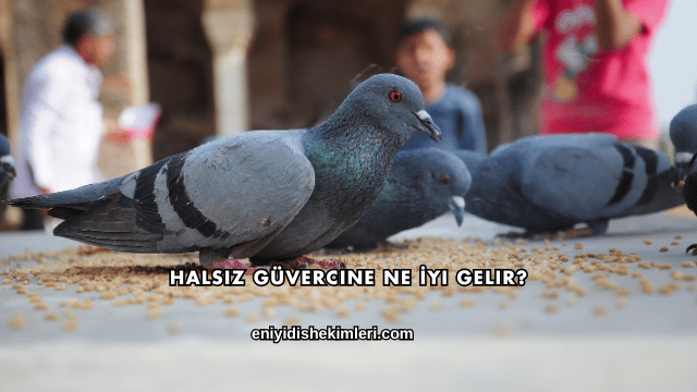 Halsiz Güvercine Ne İyi Gelir?