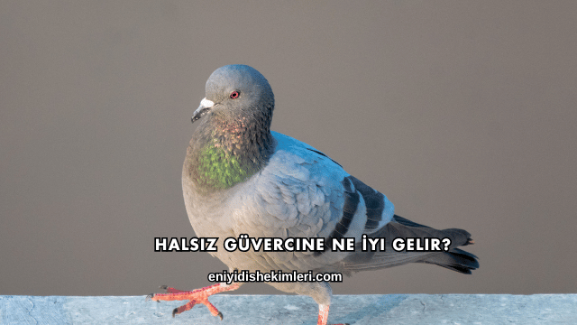 Halsiz Güvercine Ne İyi Gelir?