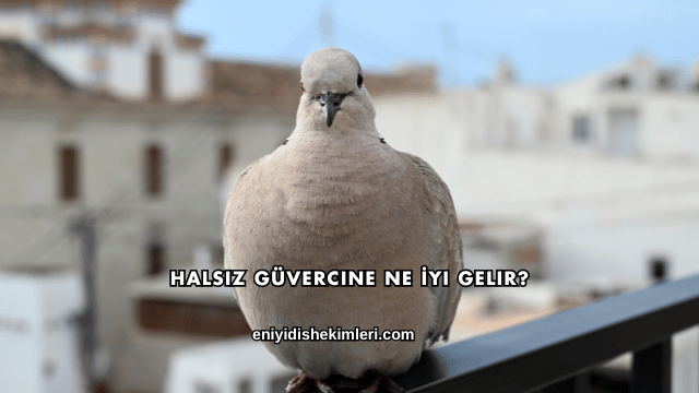 Halsiz Güvercine Ne İyi Gelir?