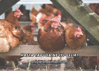 Hasta Tavuğa Ne İyi Gelir?