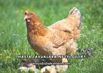 Hasta Tavuklara Ne İyi Gelir?