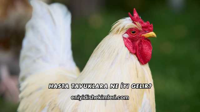 Hasta Tavuklara Ne İyi Gelir?