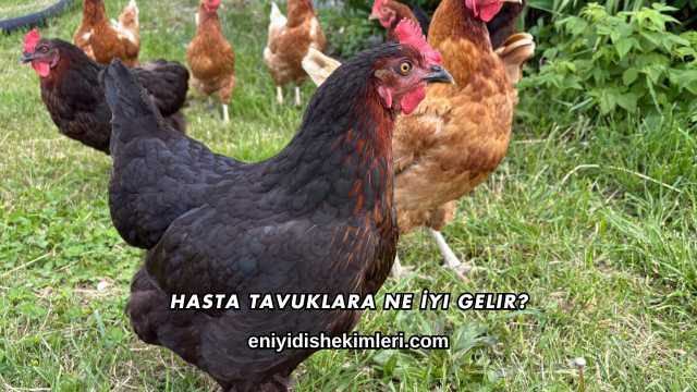 Hasta Tavuklara Ne İyi Gelir?