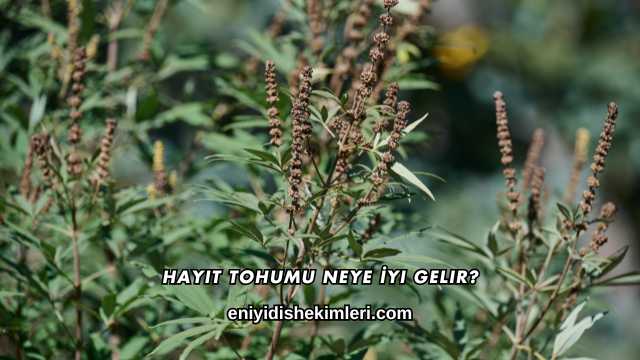 Hayıt Tohumu Neye İyi Gelir?