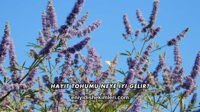 Hayıt Tohumu Neye İyi Gelir?