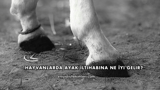 Hayvanlarda Ayak İltihabına Ne İyi Gelir?