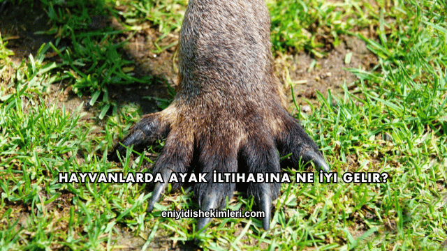 Hayvanlarda Ayak İltihabına Ne İyi Gelir?