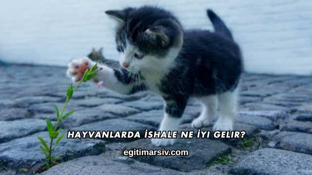 Hayvanlarda İshale Ne İyi Gelir?